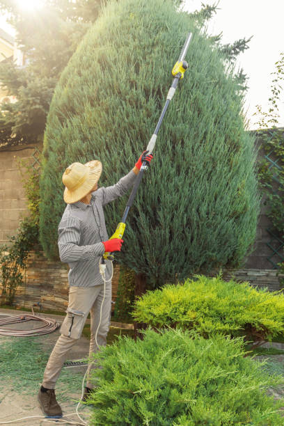 Best Palm Tree Trimming  in Wilsonville, AL
